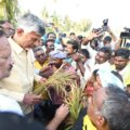 Cyclone Michaung: YSRCP govt failed to prevent large-scale destruction of crops, alleges Chandrababu Naidu