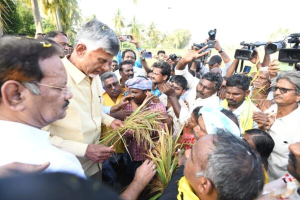 Cyclone Michaung: YSRCP govt failed to prevent large-scale destruction of crops, alleges Chandrababu Naidu